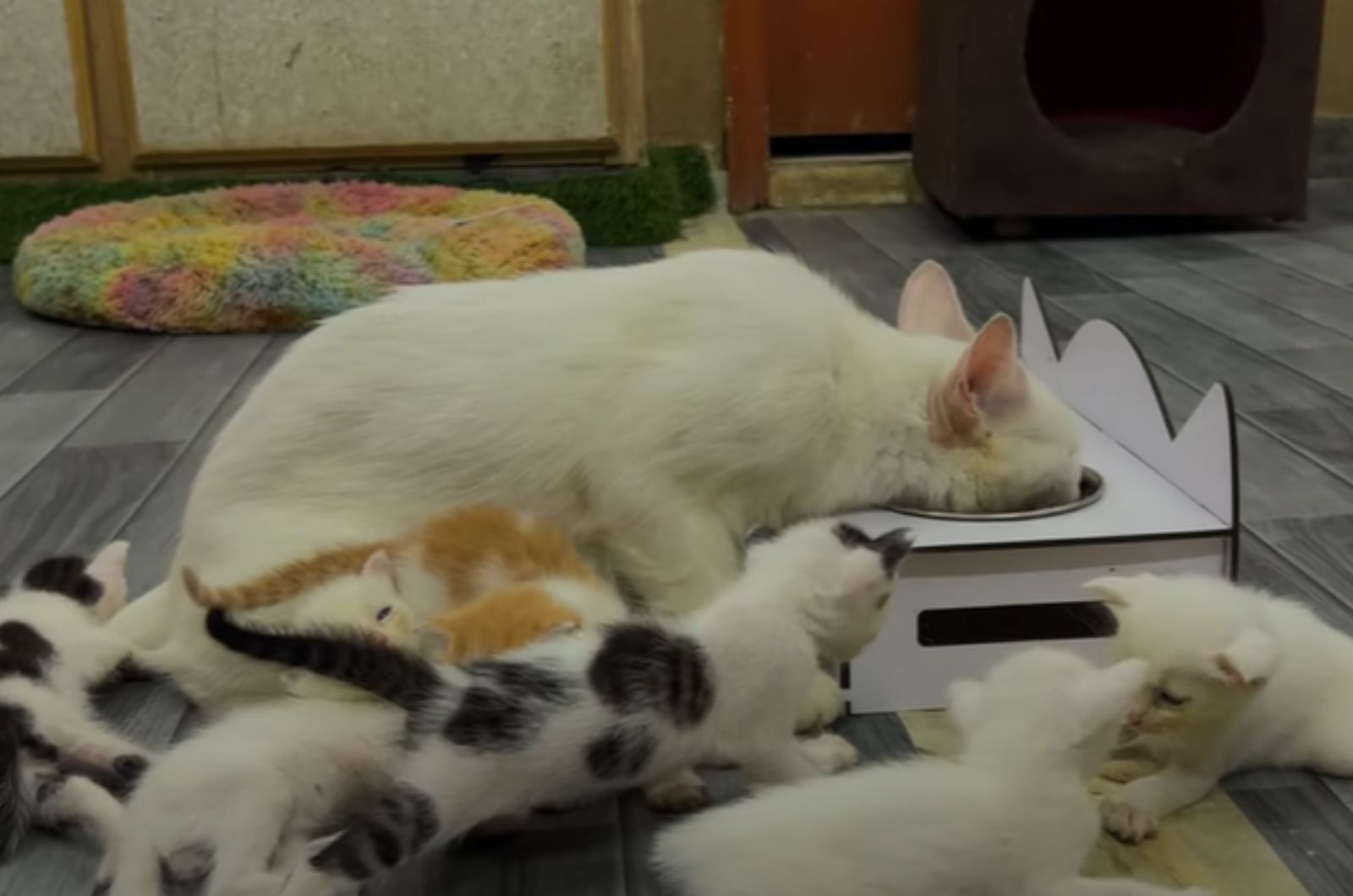 cat and kittens eating