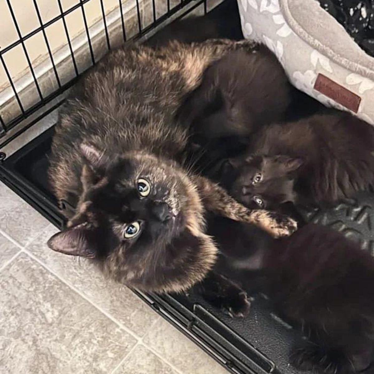 cat and kittens in a kennel