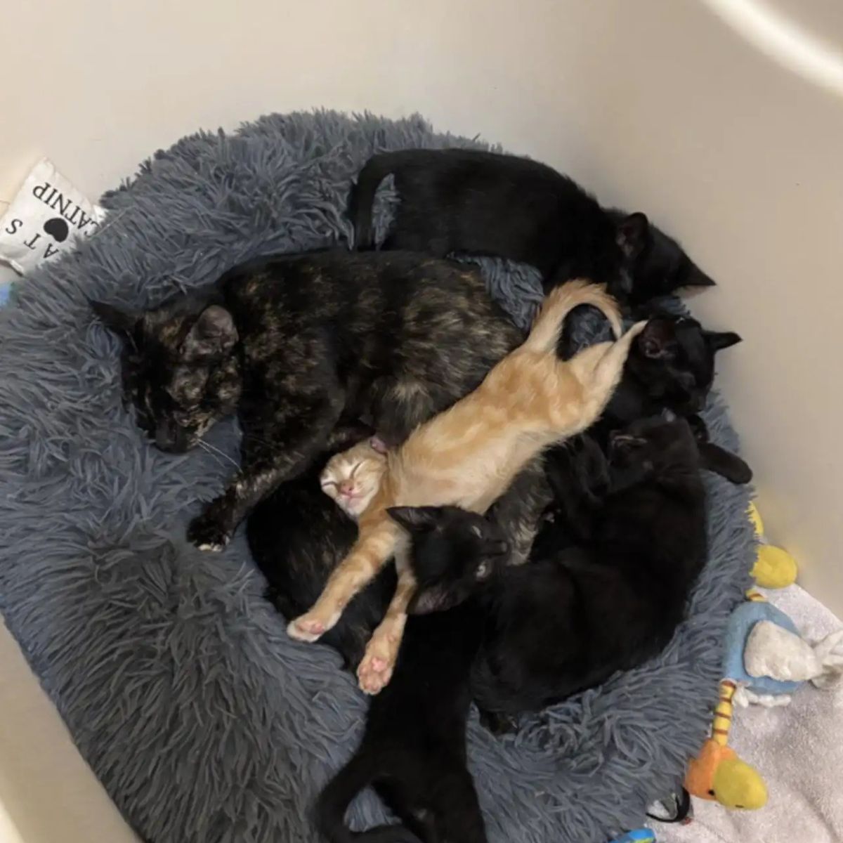 cat and kittens sleeping