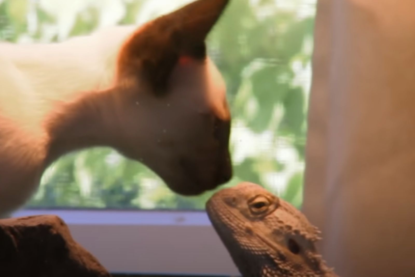 cat and pet dragon