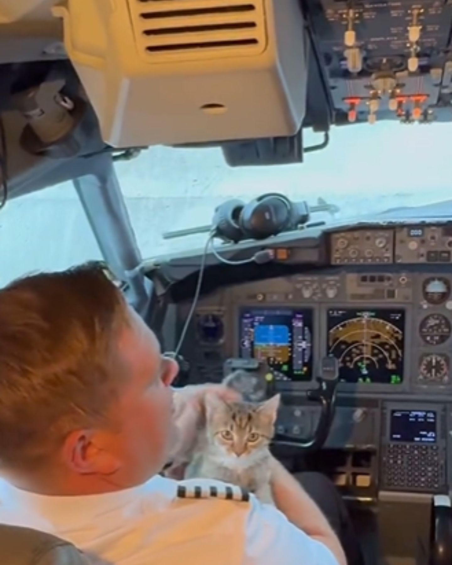 cat and pilot on plane