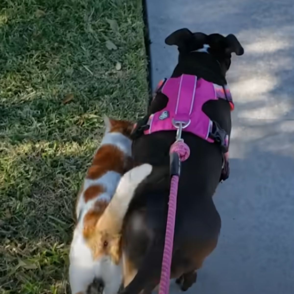 cat and pit bull walking together