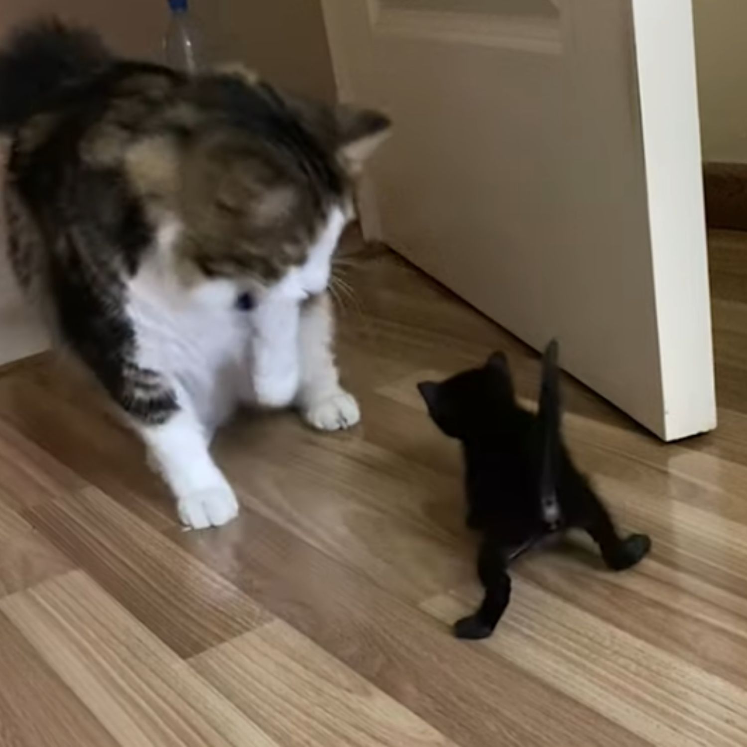 cat and small black kitten