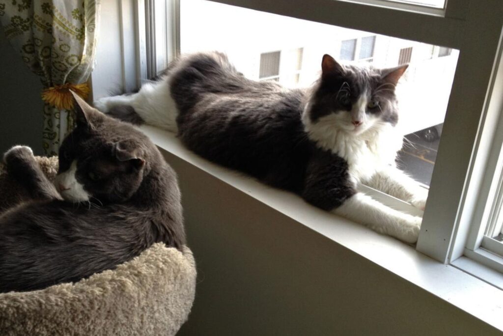 cat at a windowsill