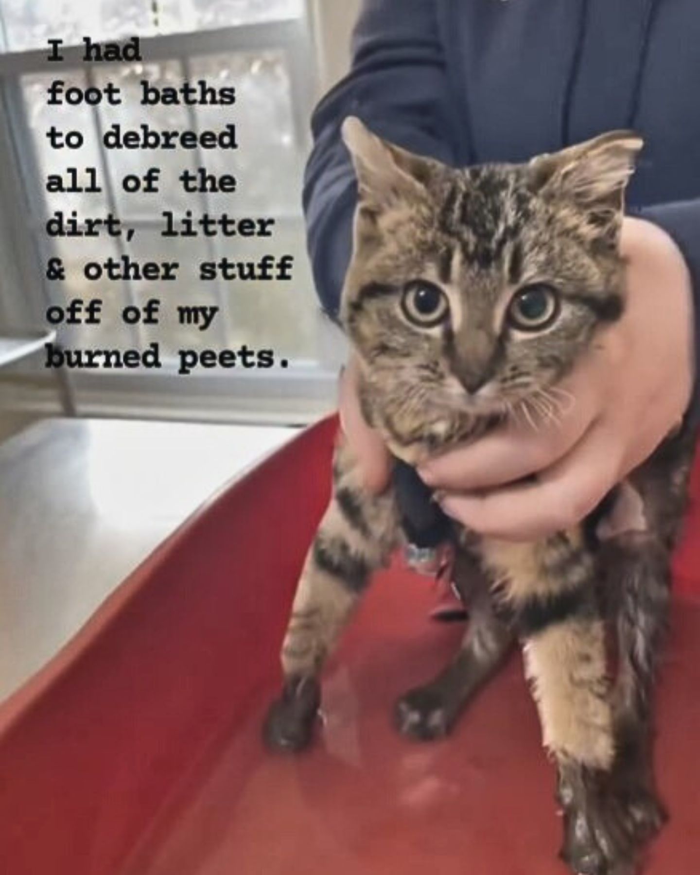 cat at vet