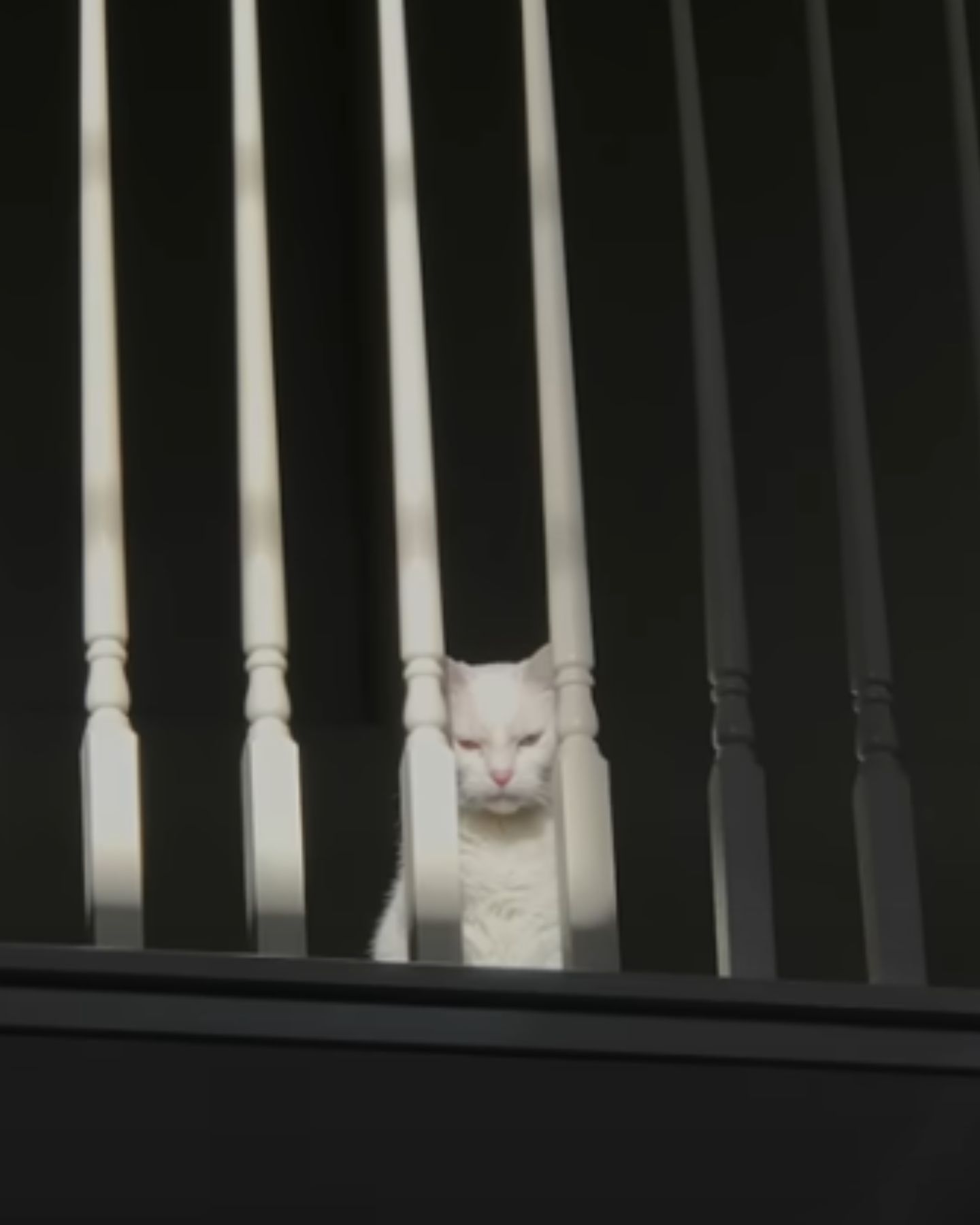 cat behind bars