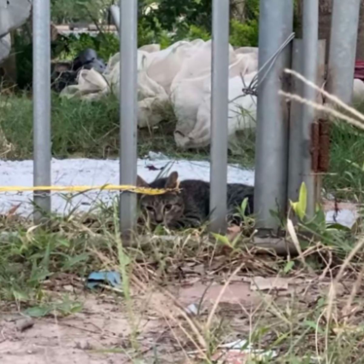 cat behind the fence