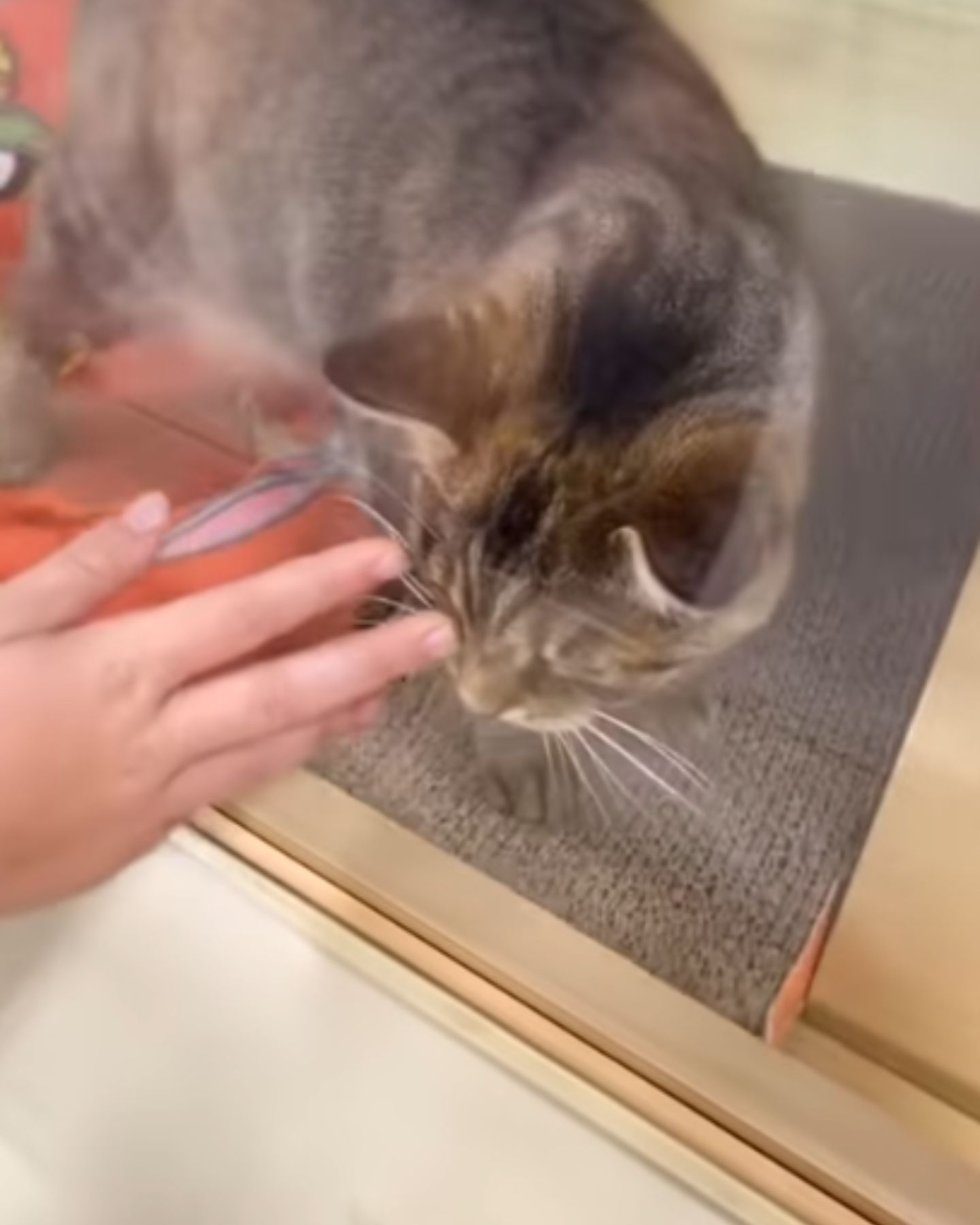 cat behind a glass