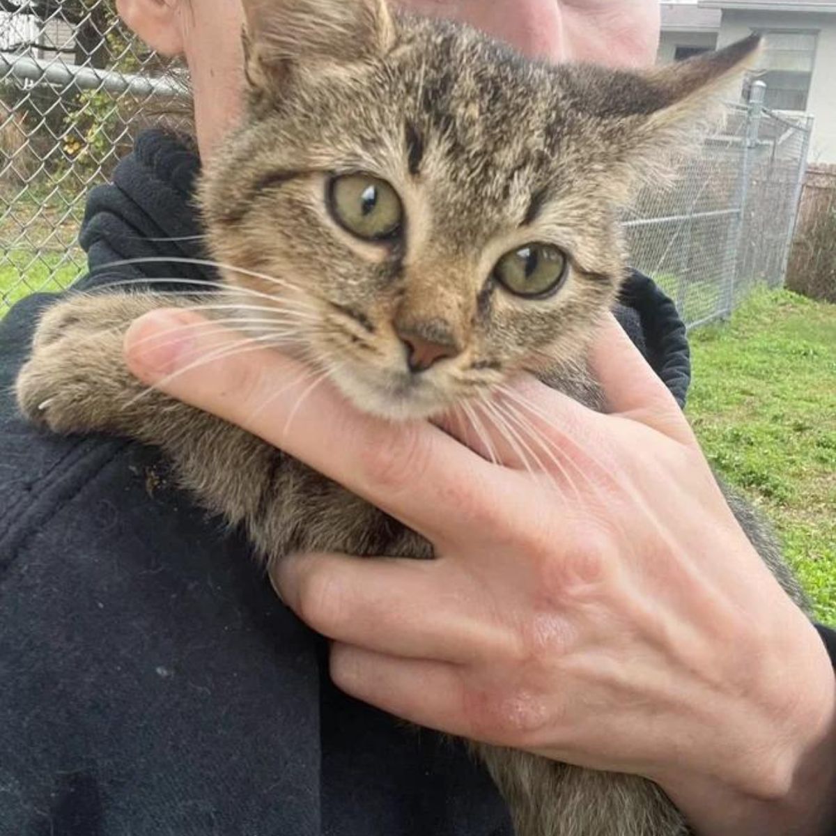 cat being carried