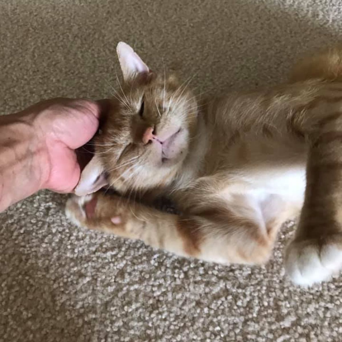 cat being cuddled