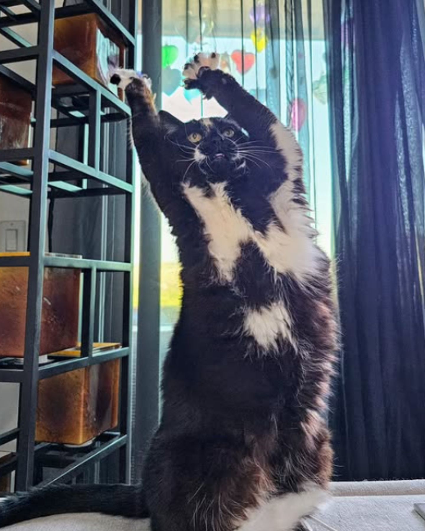 cat brings paws up
