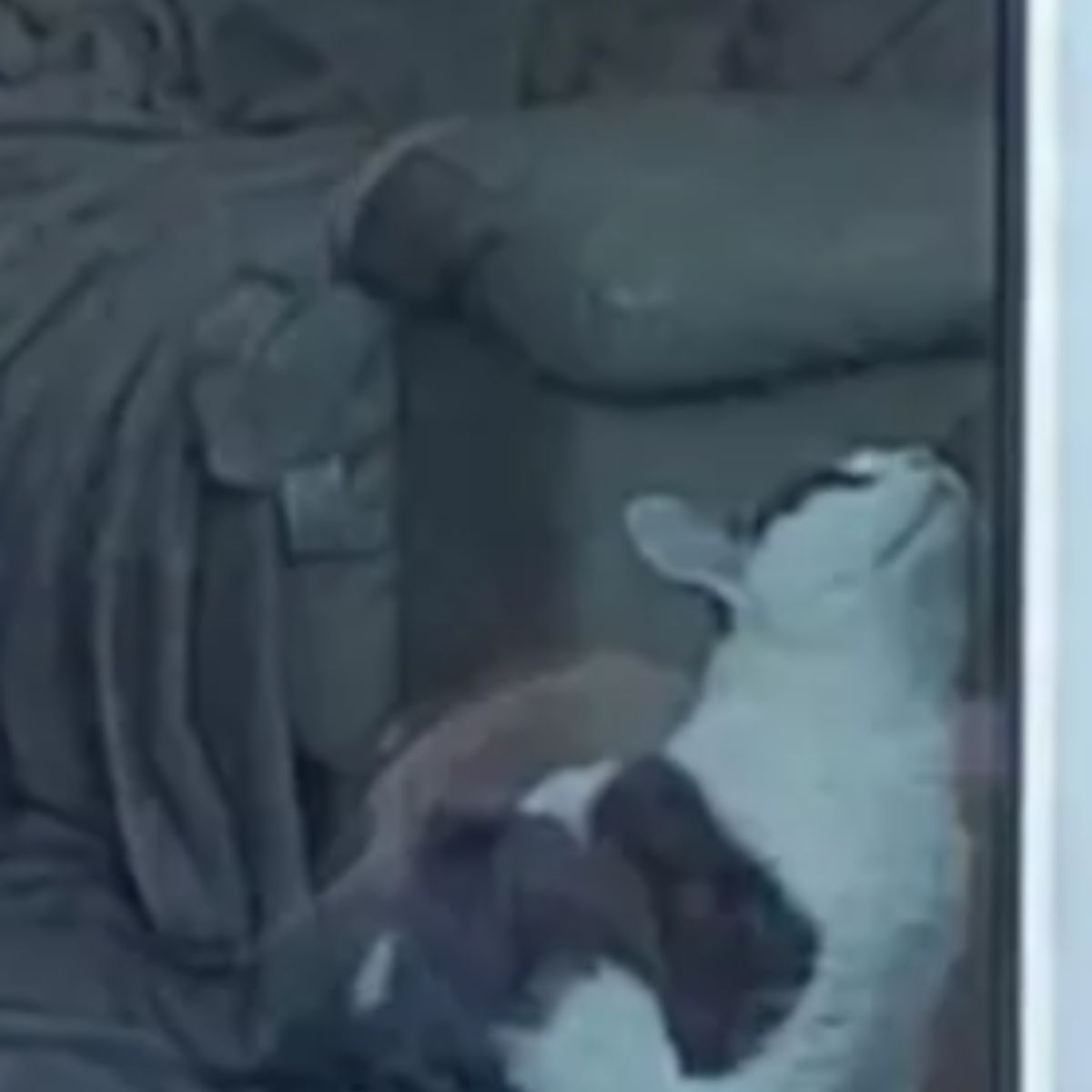 cat by the glass door