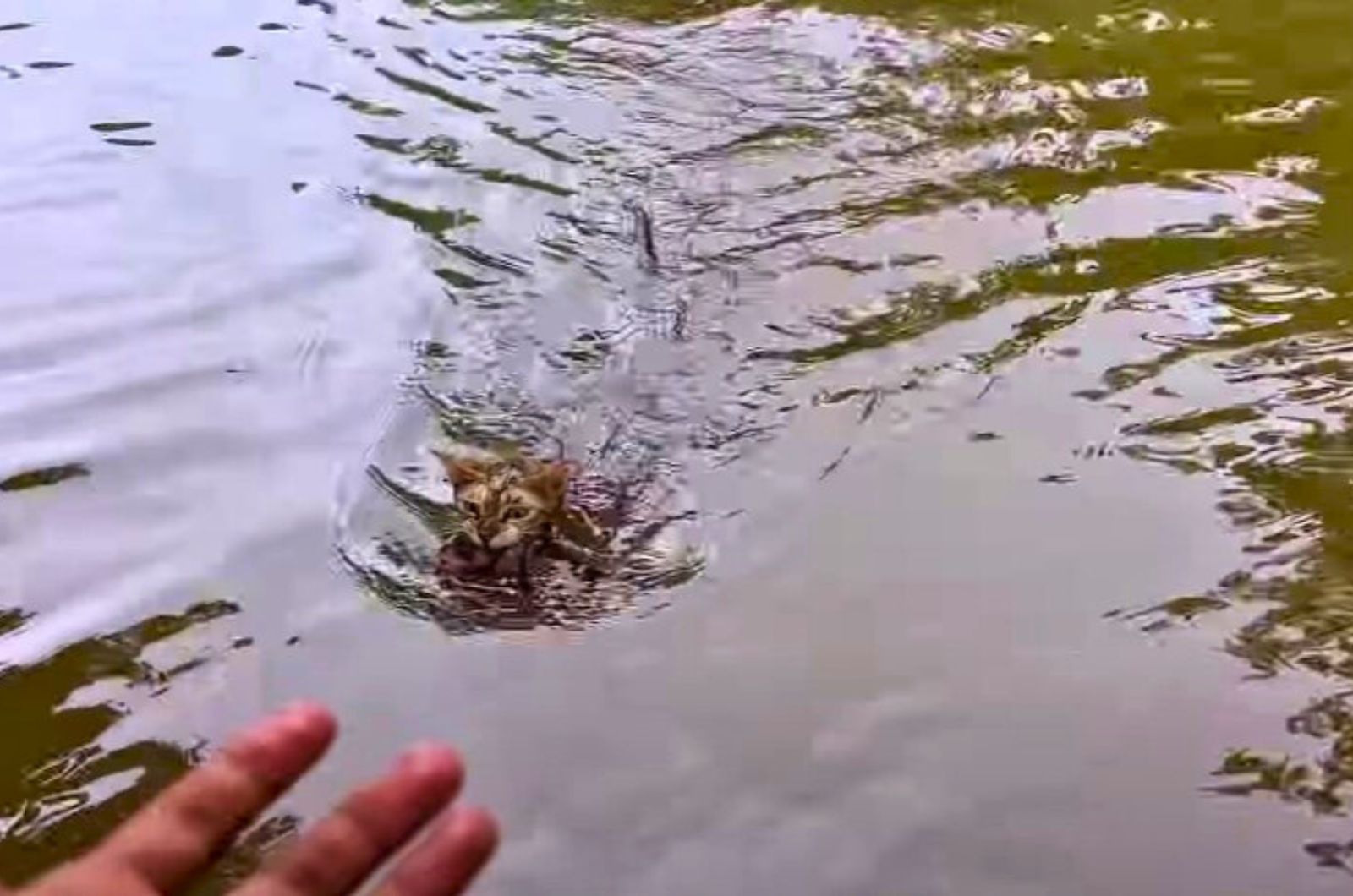 cat carrying a kitten while swimming