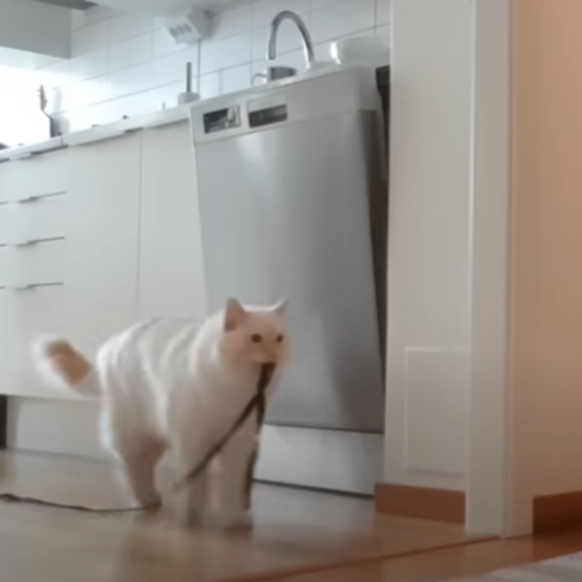 cat carrying a leash in its mouth