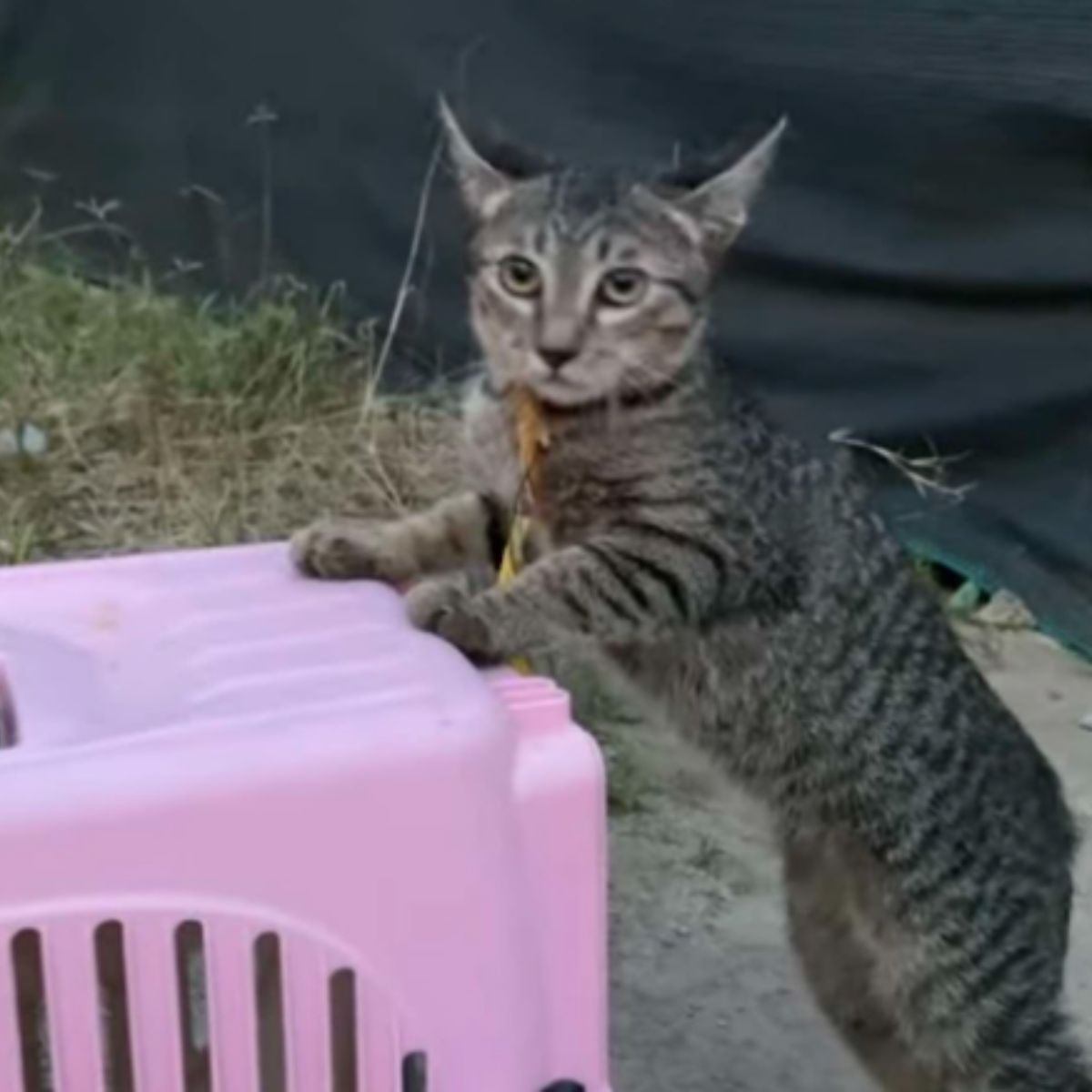cat climbing on pink carrier