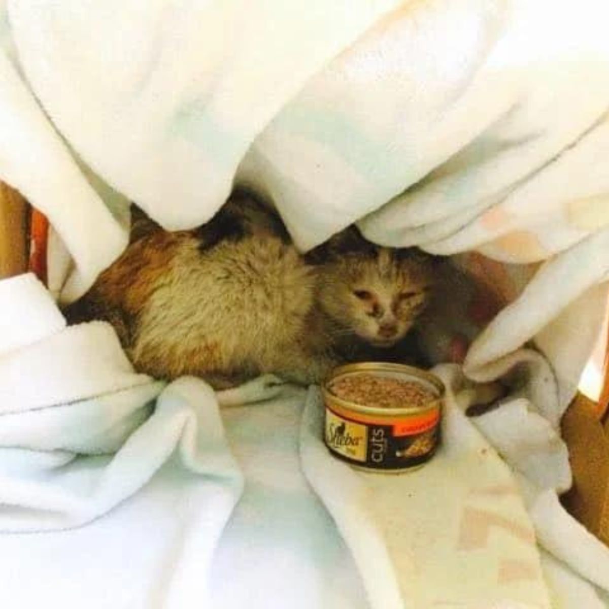 cat covered in oil