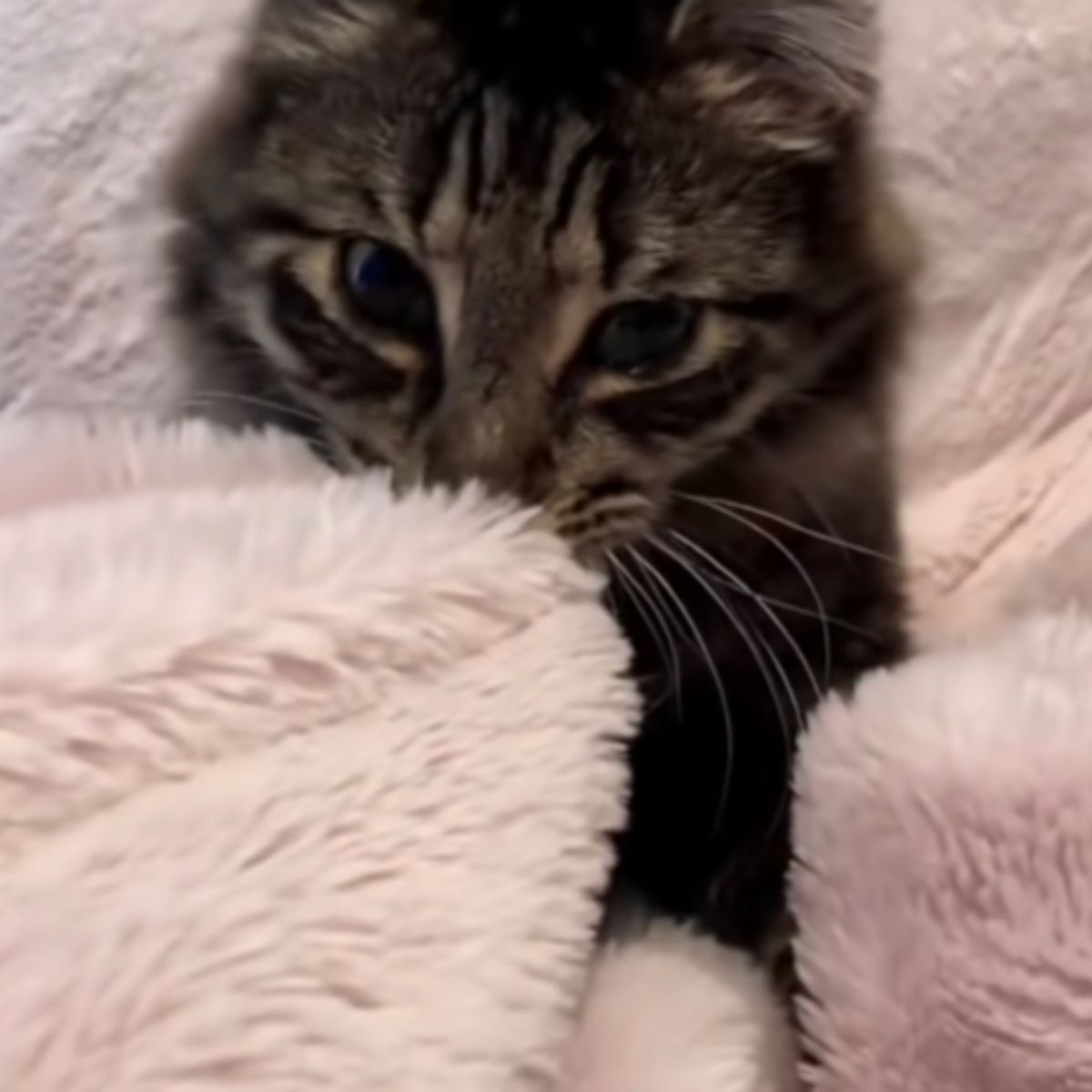 cat covered with a blanket
