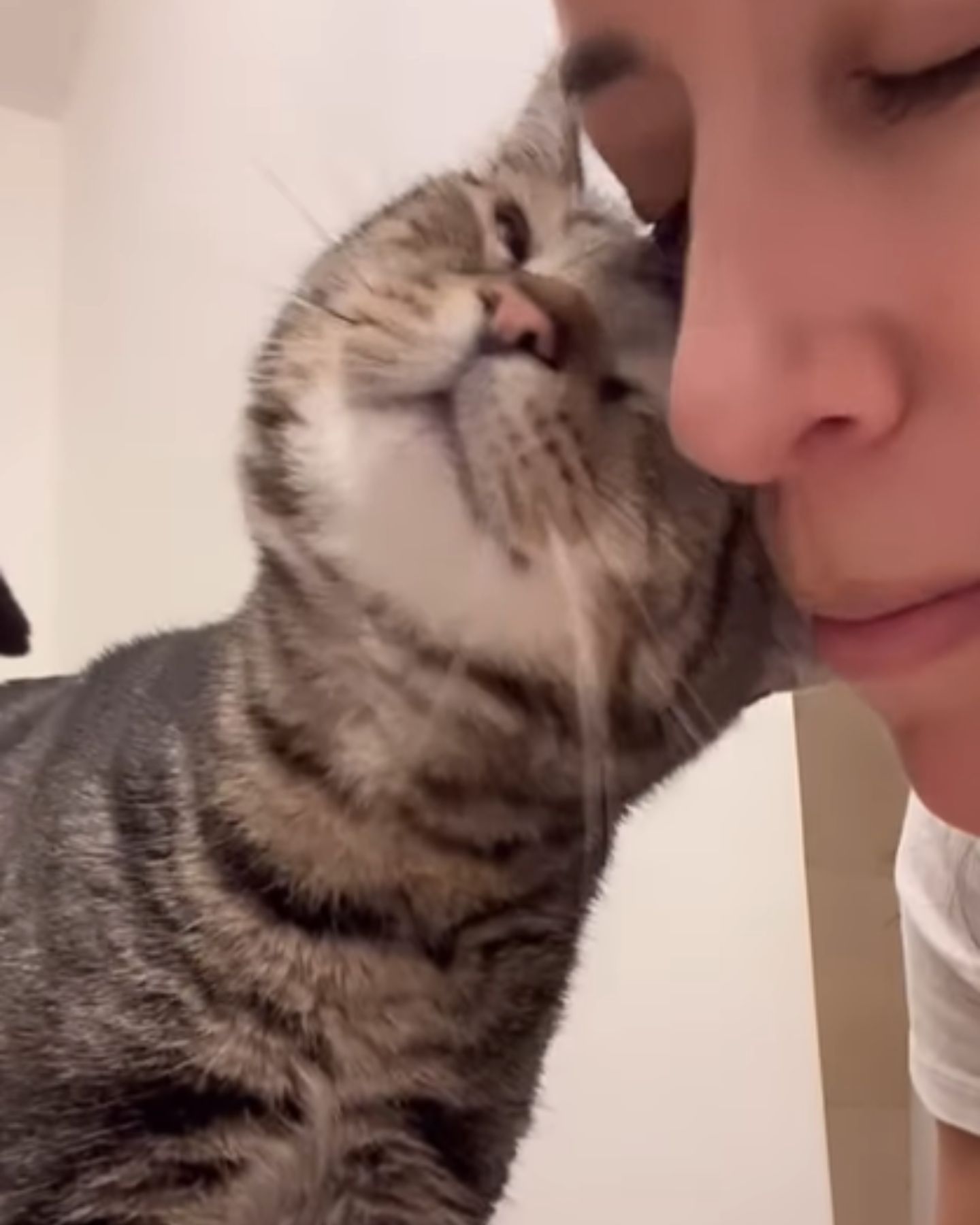 cat cuddling with woman