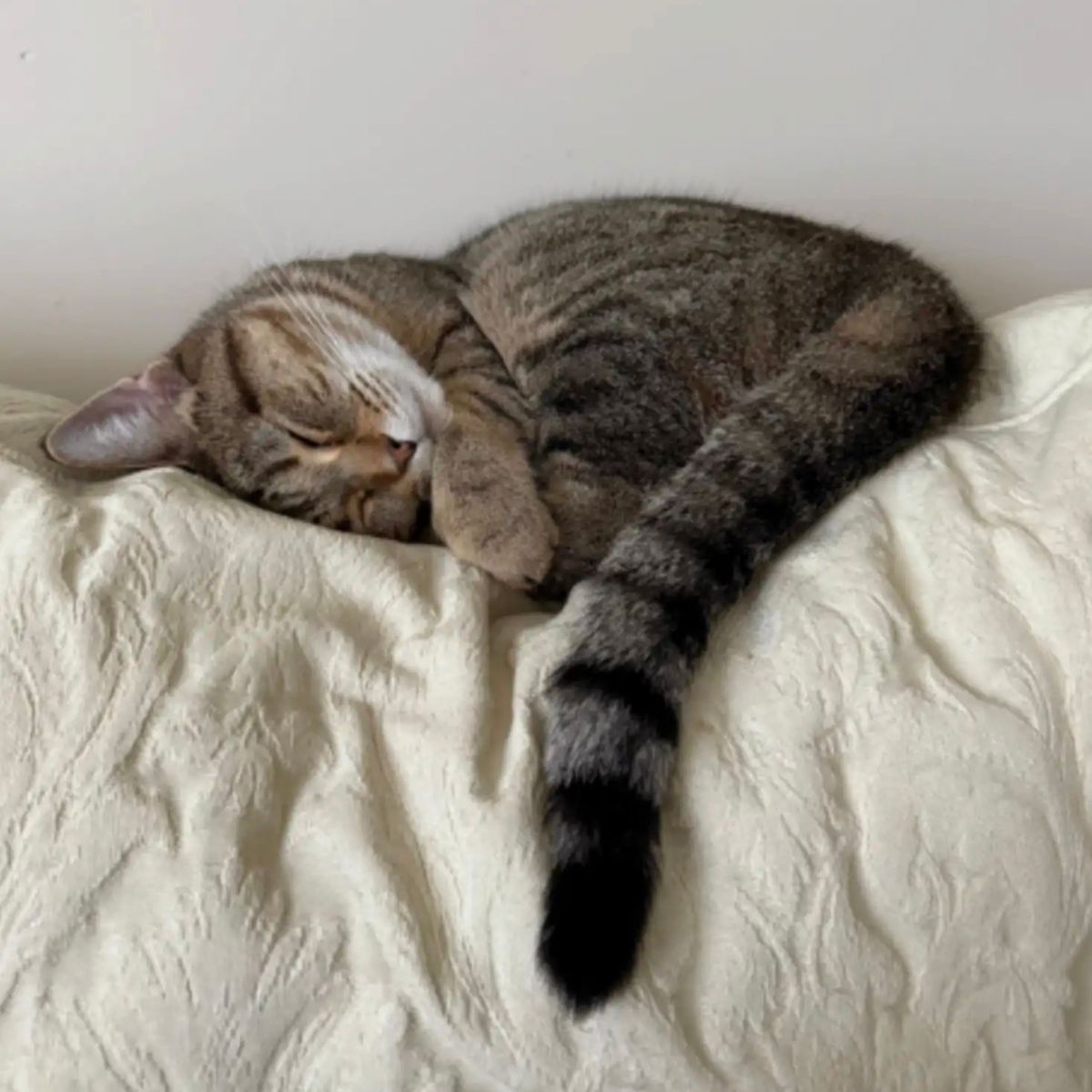 cat curled up and sleeping