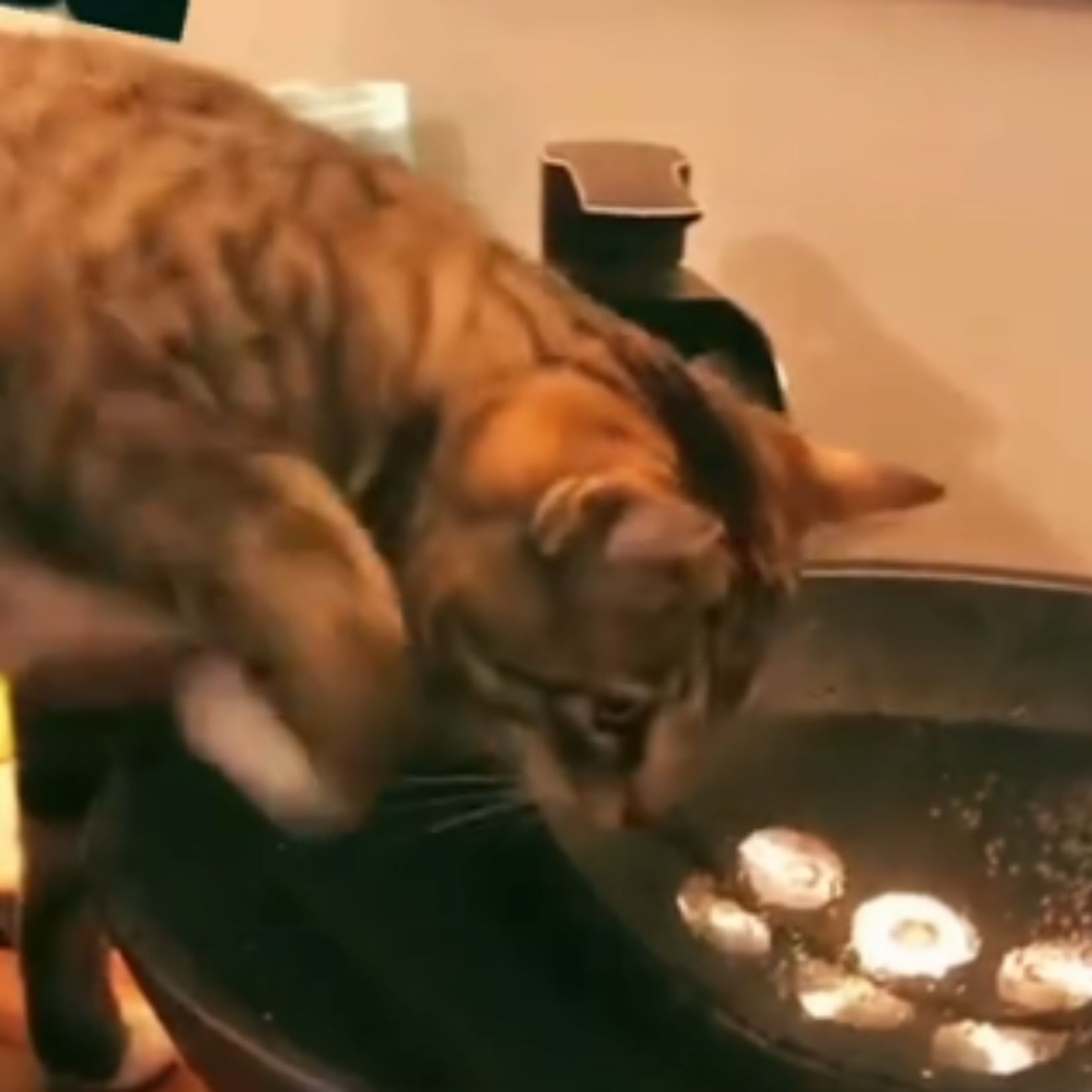 cat drinking from a sink