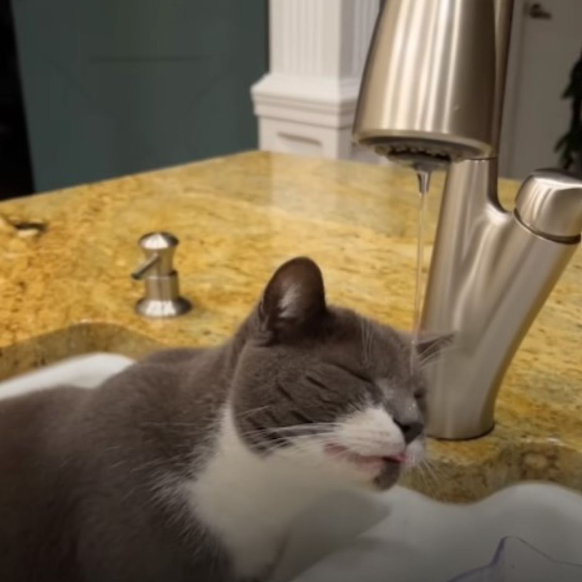 cat drinks tap water