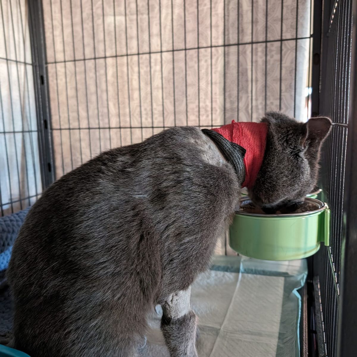 cat eating