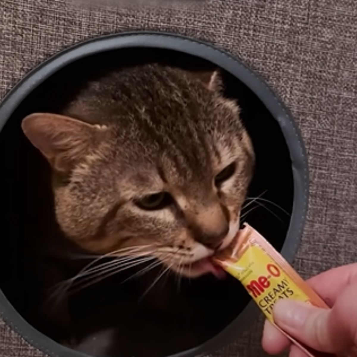 cat eating a snack