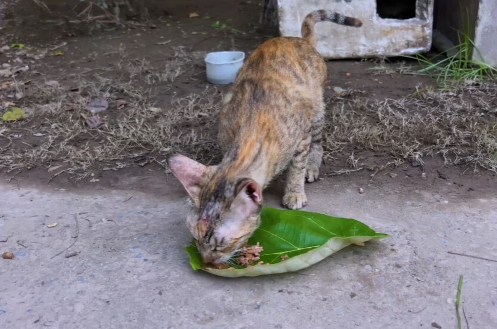 cat eating cat food from a leaf