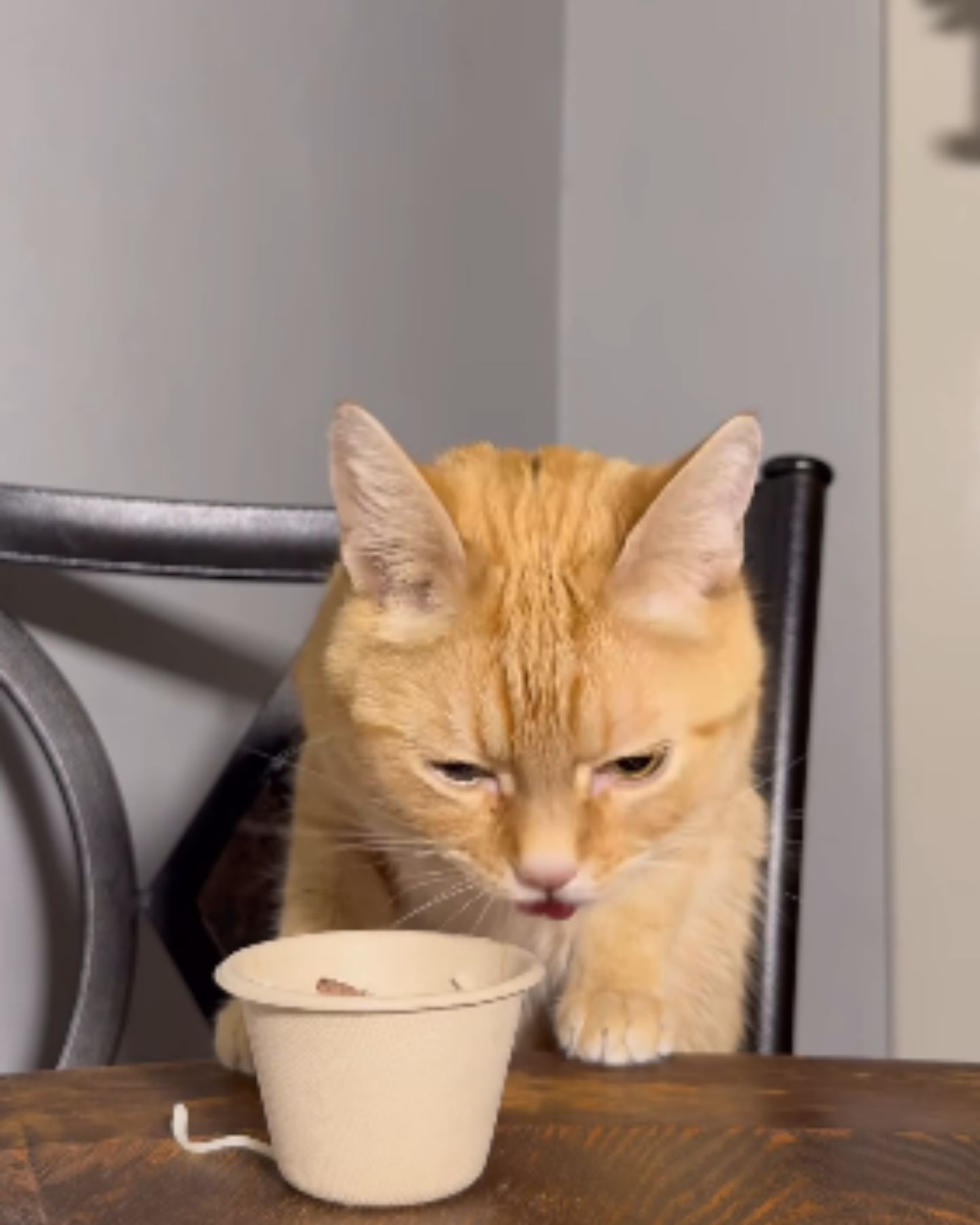 cat eating chipotle