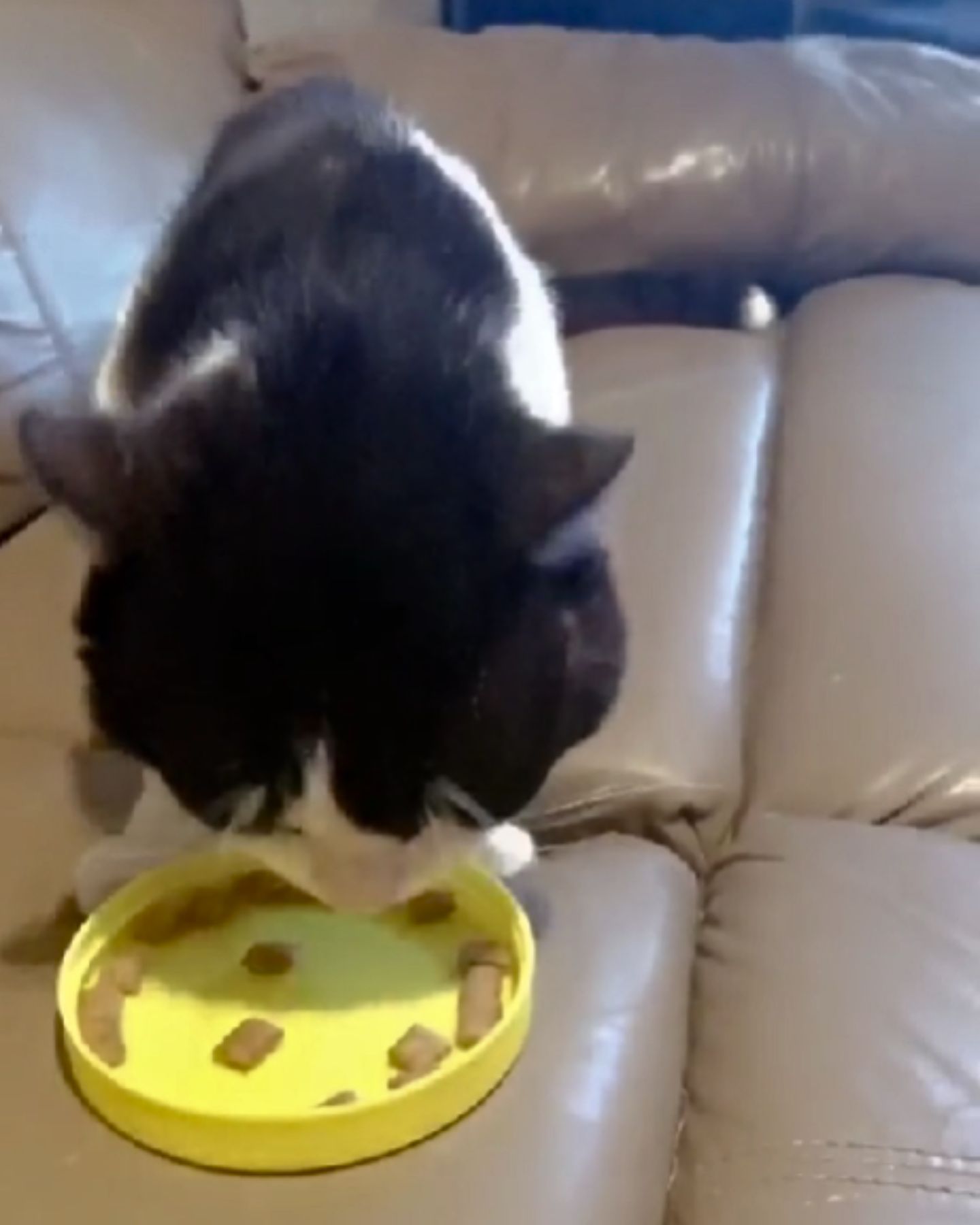 cat eating from a yellow plate