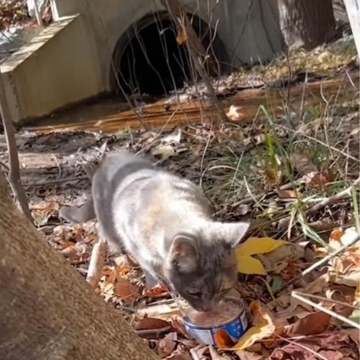 cat eating next to the drain pipe