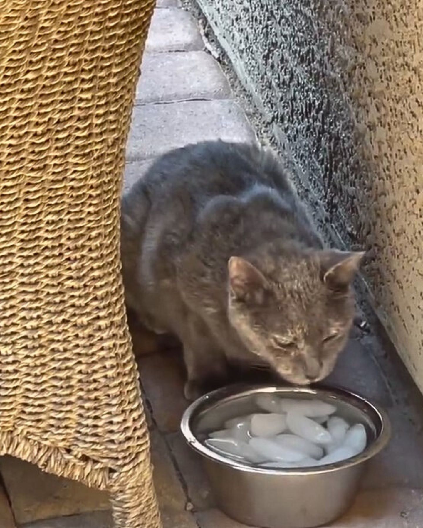 cat eating