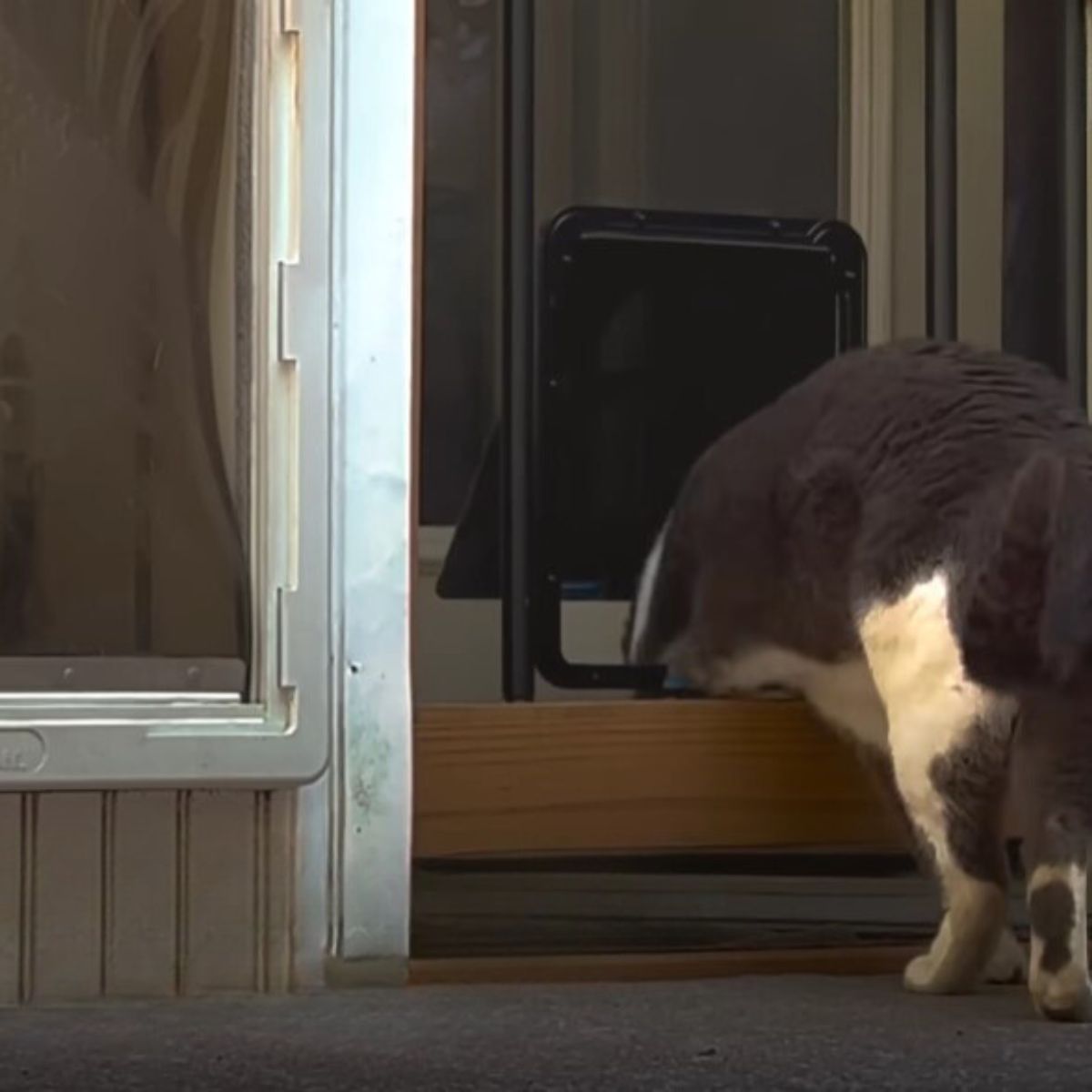 cat entering through cat door