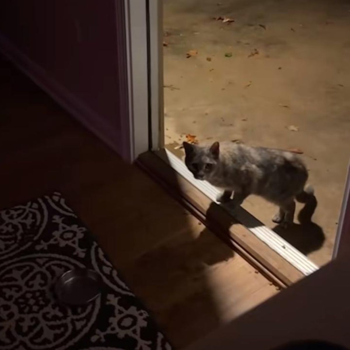 cat enters the house