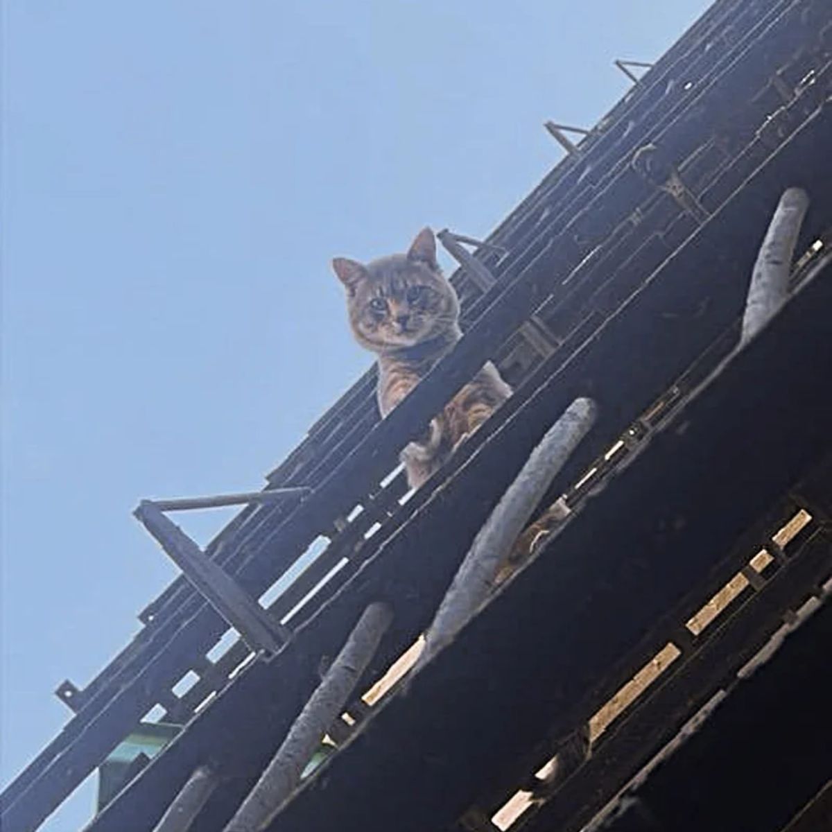 cat escaping fire