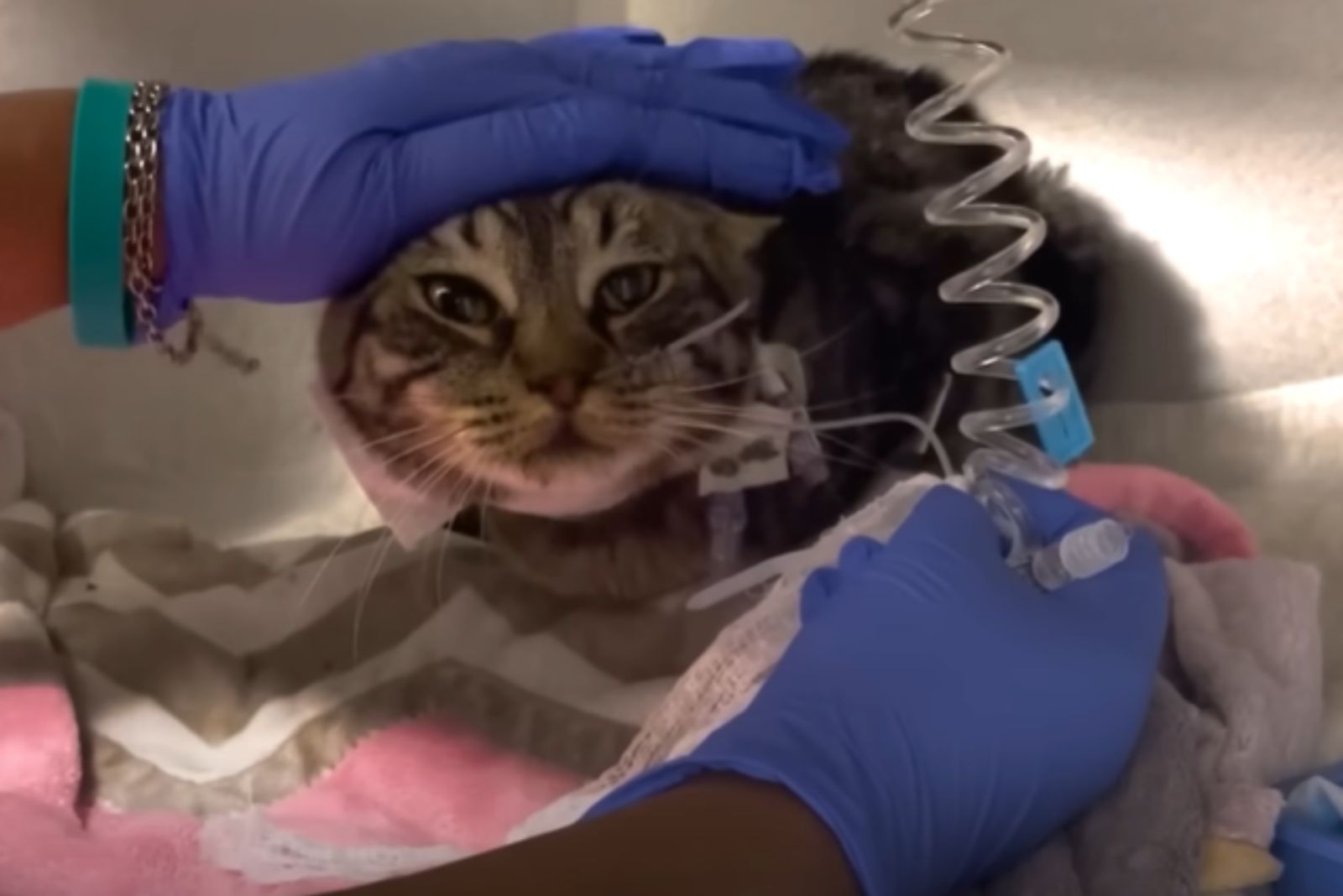 cat getting a shot
