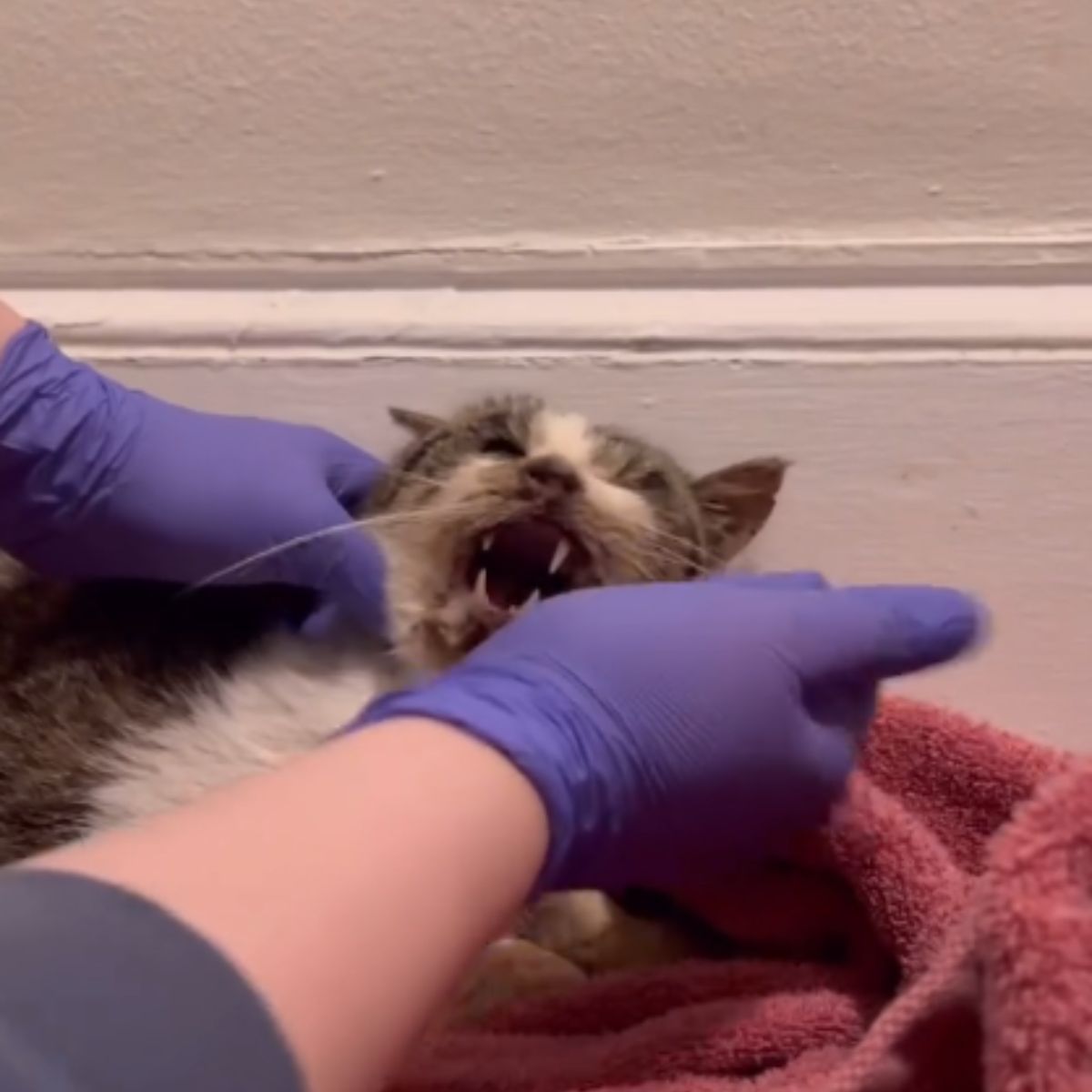 cat getting medicine