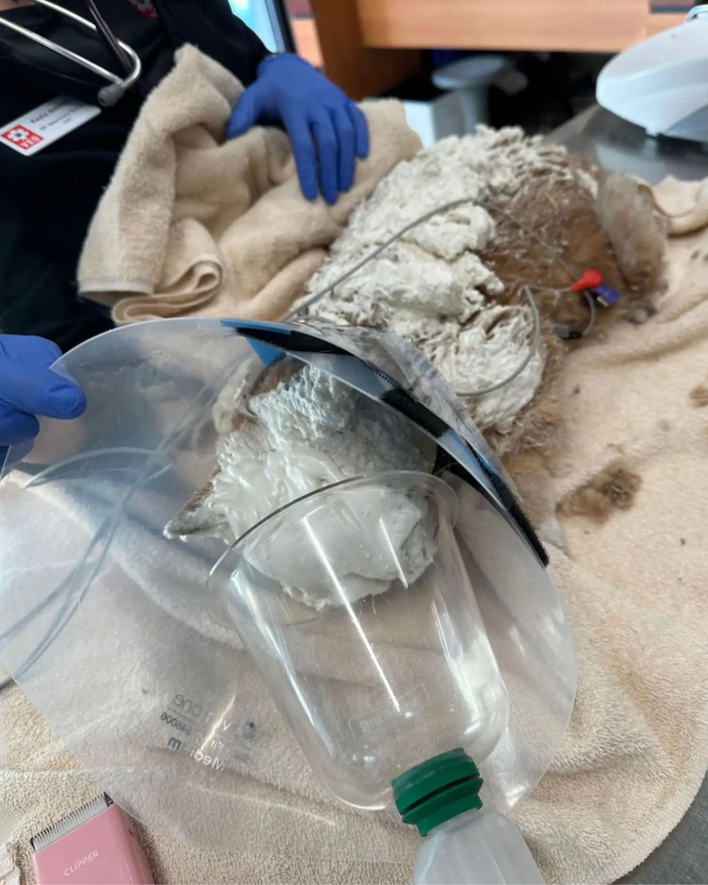 cat getting oxygen