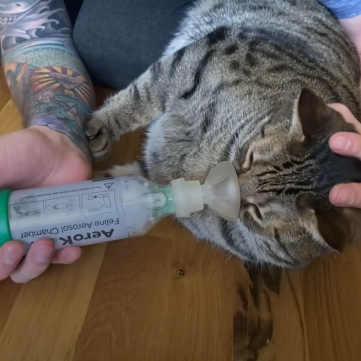 cat getting treatment
