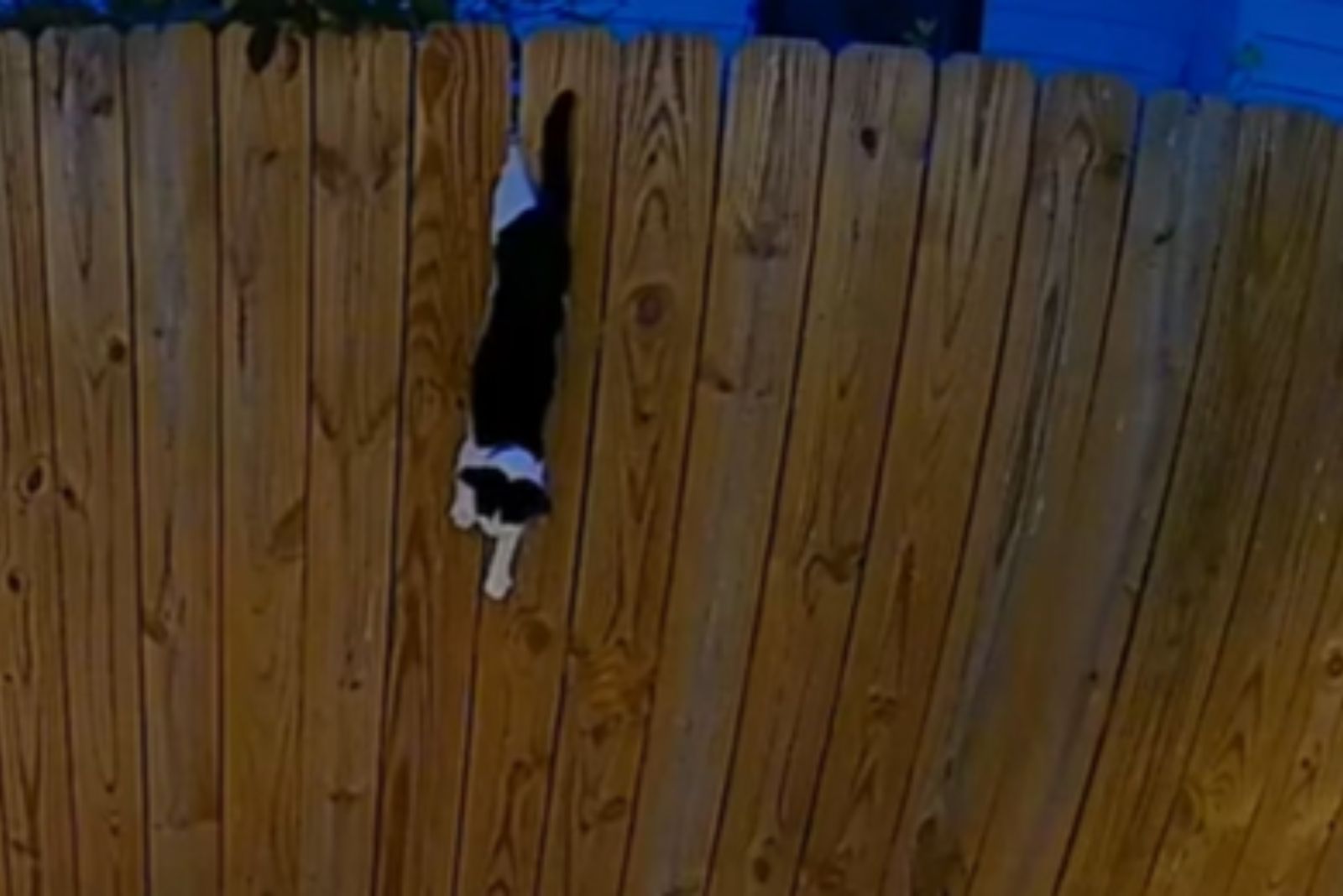 cat hangs from wooden fence
