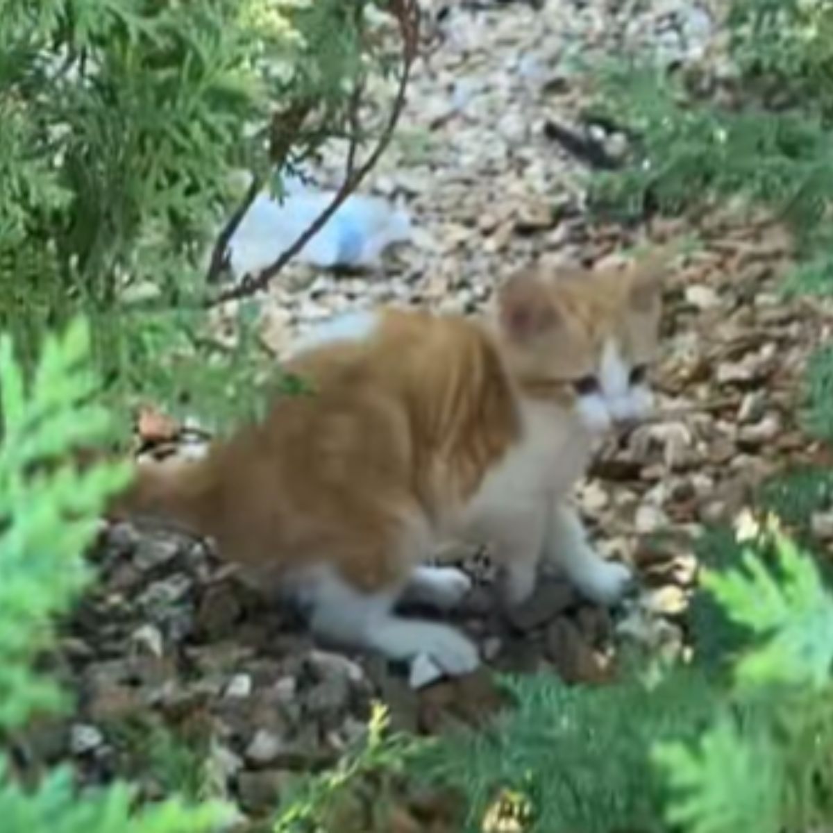 cat hiding