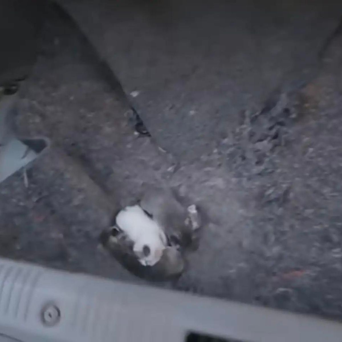 cat hiding in a car