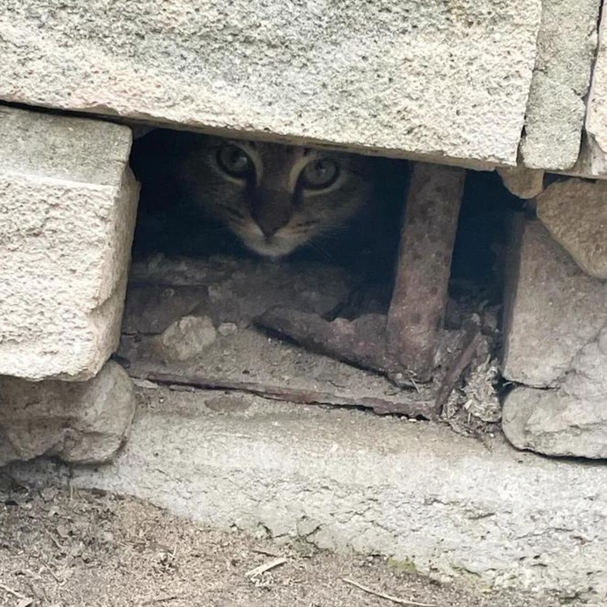cat hiding in wall