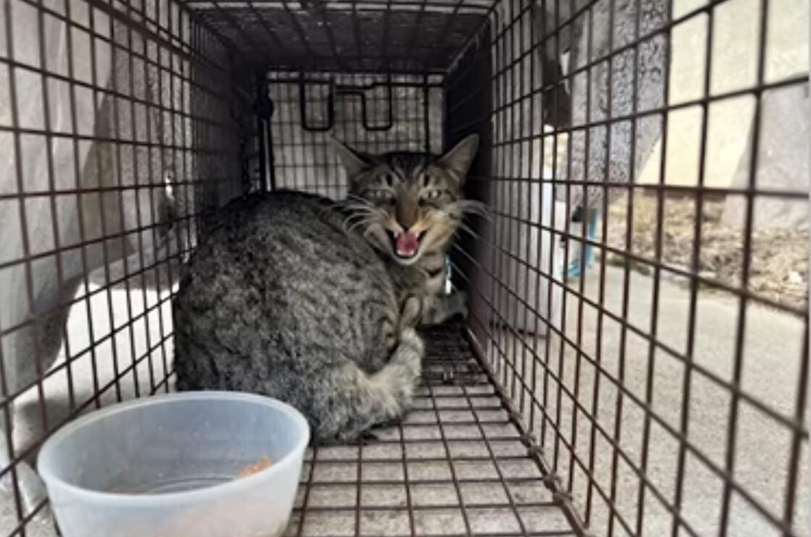 cat hissing