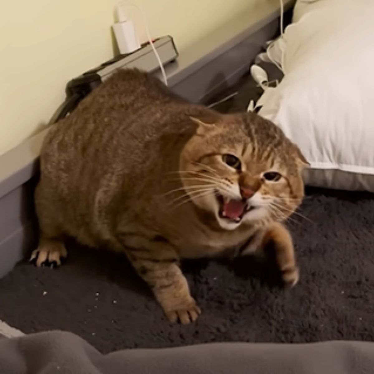 cat hissing