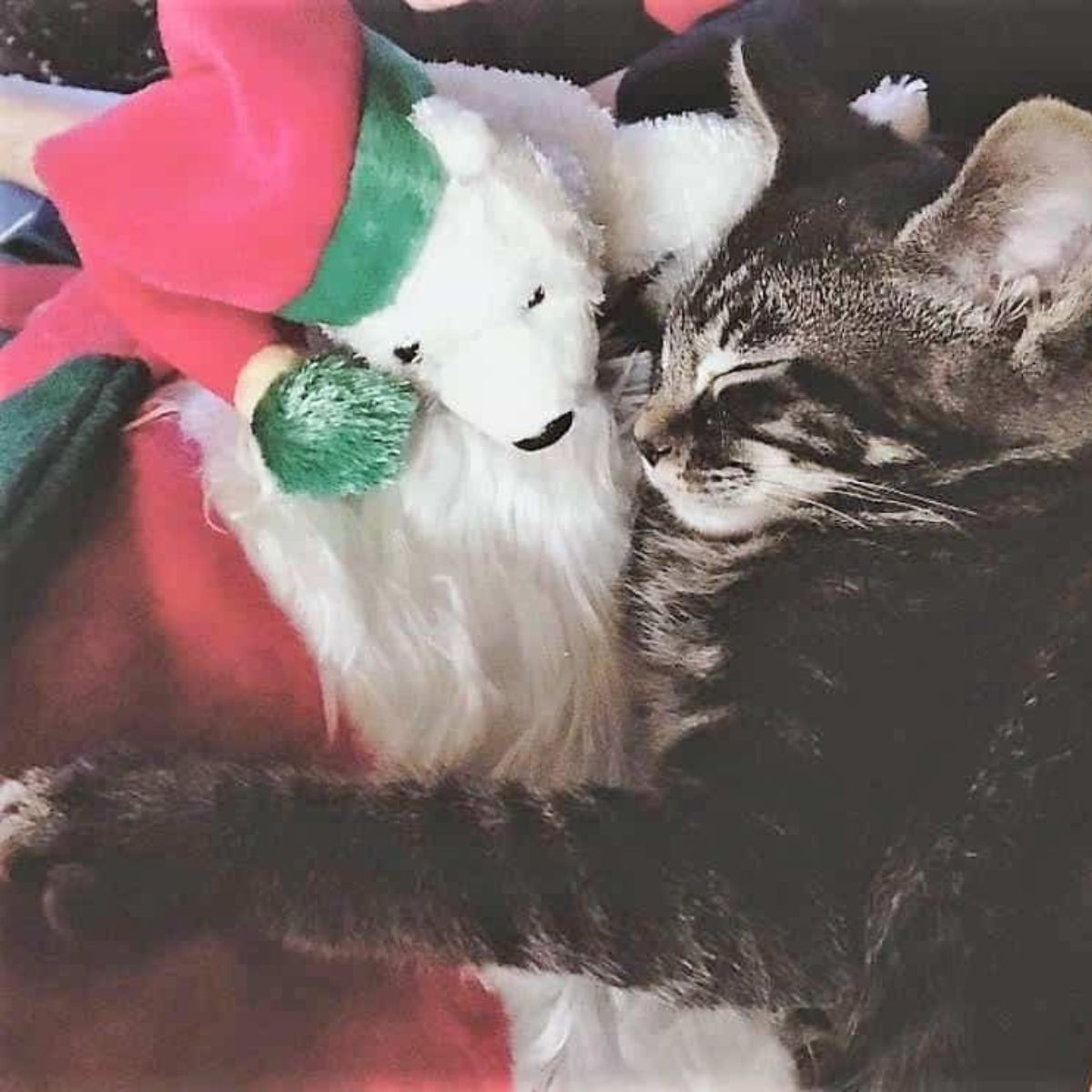 cat hugged the teddy bear