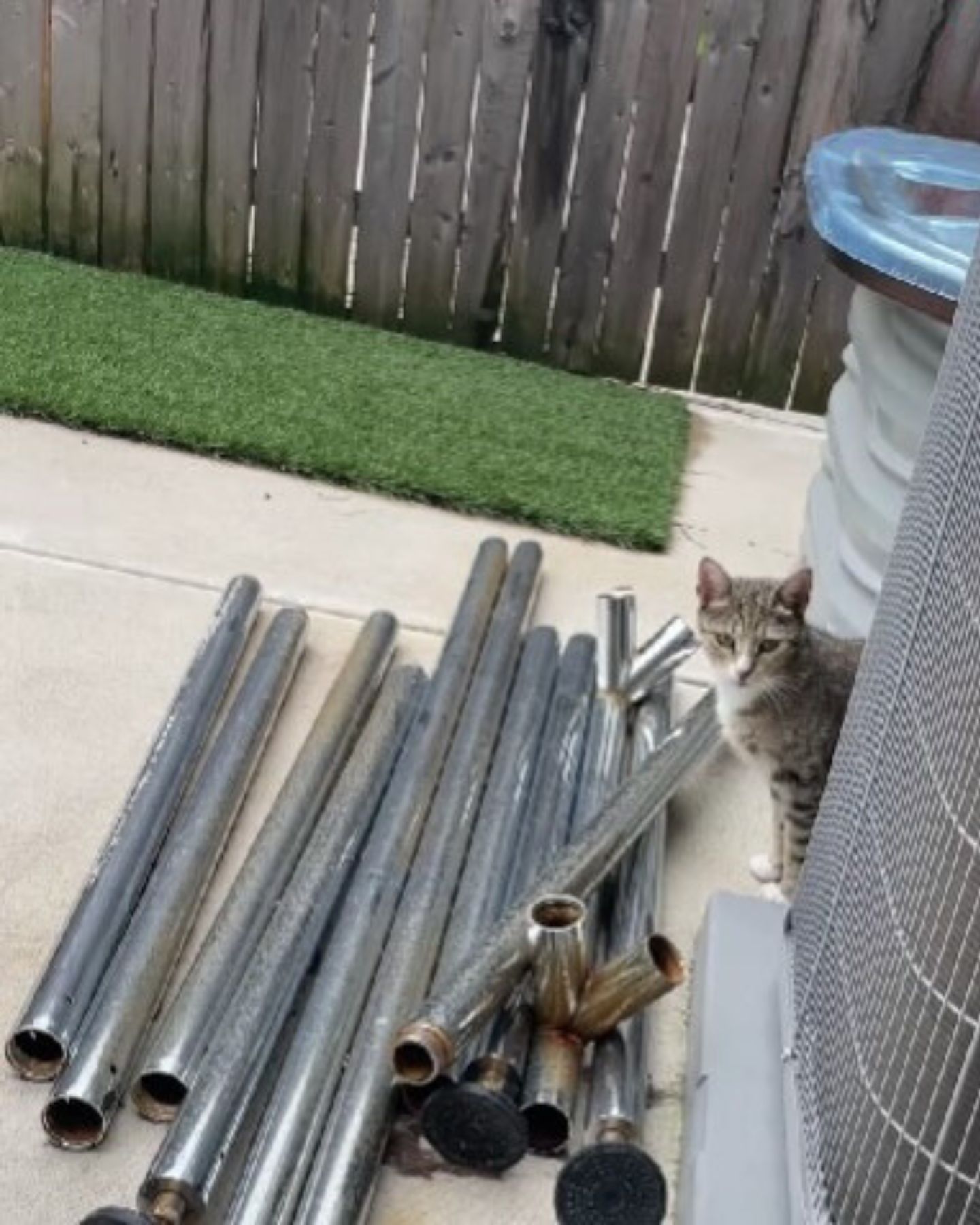cat in a backyard