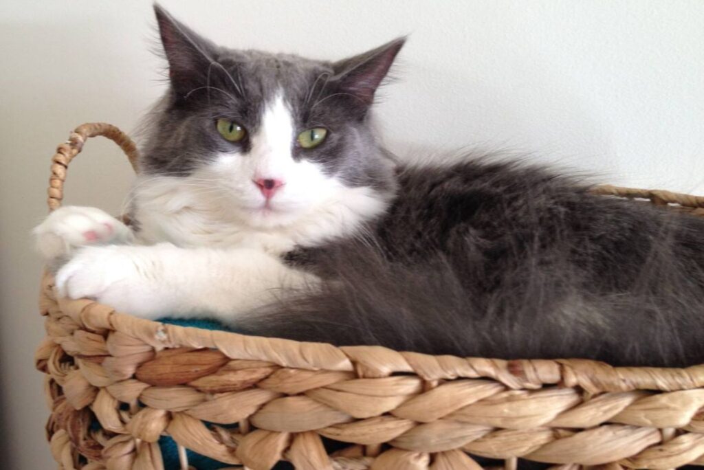 cat in a basket