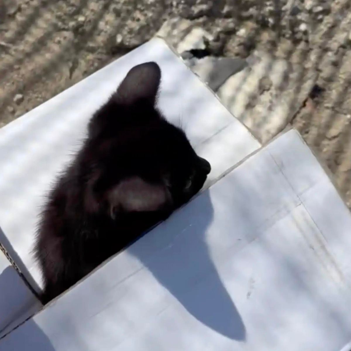 cat in a box