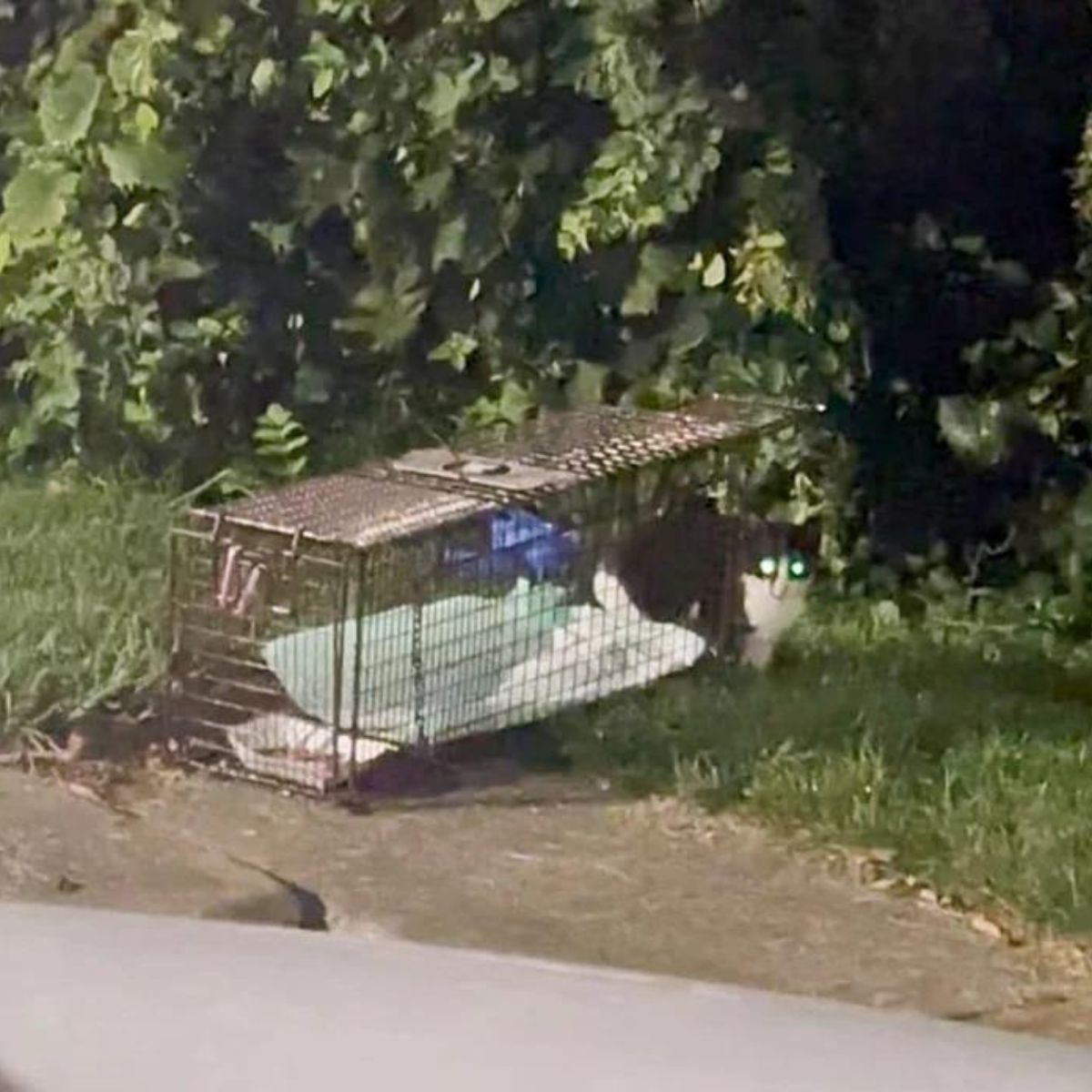 cat in a cage on the grass